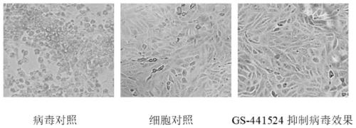 Application of GS-441524 in preparation of novel coronavirus SARS-CoV-2 inhibitor