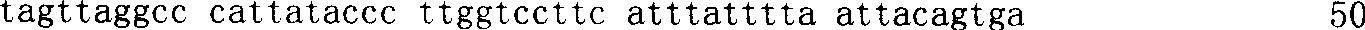 Expression type pre-T vector, preparation thereof and applications