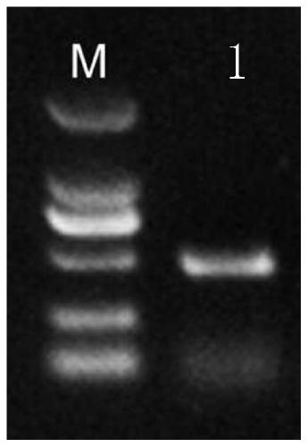 Application of dendrobium officinale embryonic development later-period rich protein DoLEA43 to promoting formation of plant callus