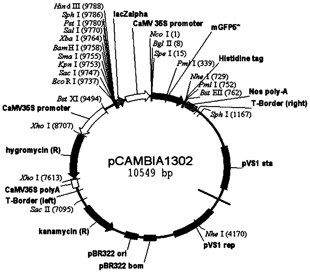 Application of dendrobium officinale embryonic development later-period rich protein DoLEA43 to promoting formation of plant callus