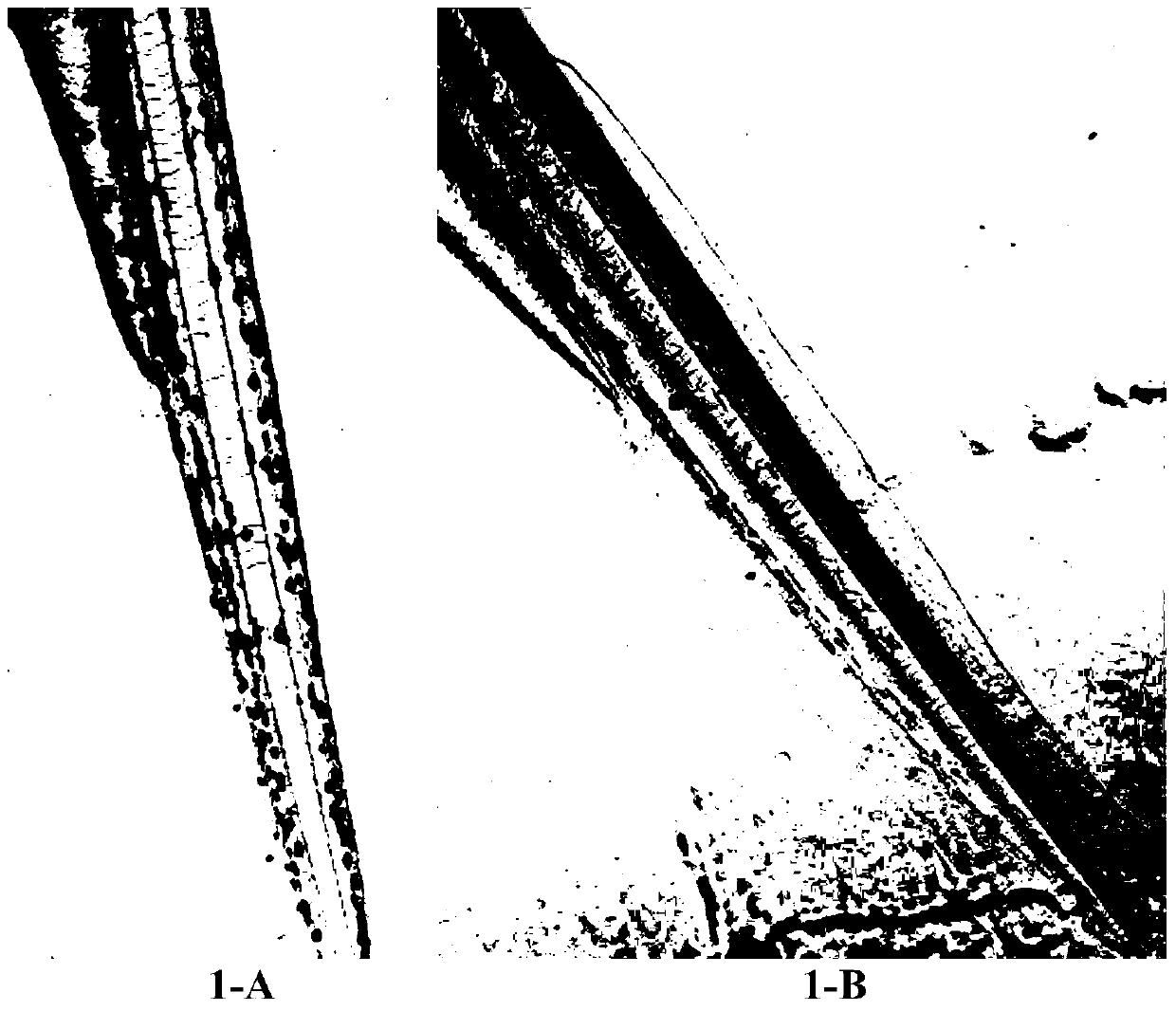 The application of five-finger peach and its extract