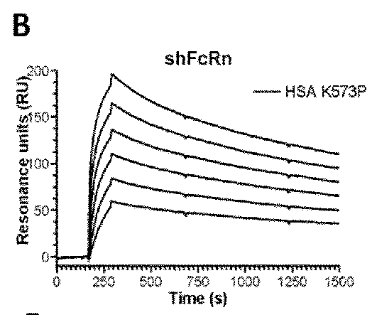 Pharmacokinetic animal model