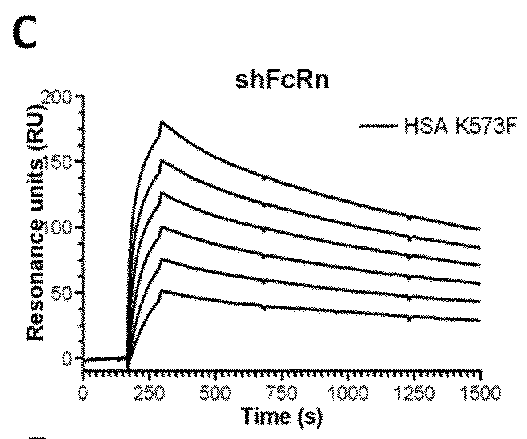 Pharmacokinetic animal model