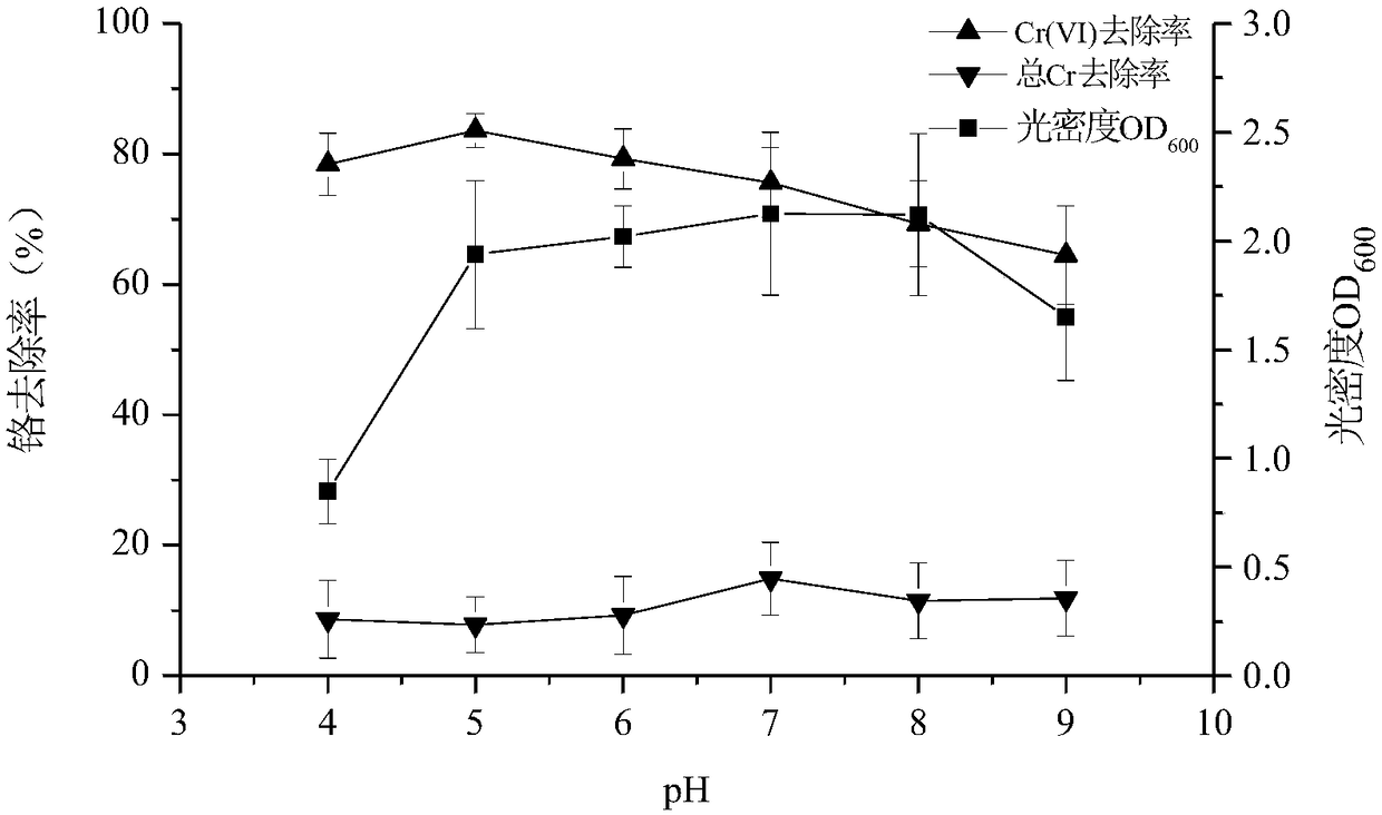 Preparation method and application of Leersia hexandra swartz endophytic bacteria with hexavalent chromium reducing function