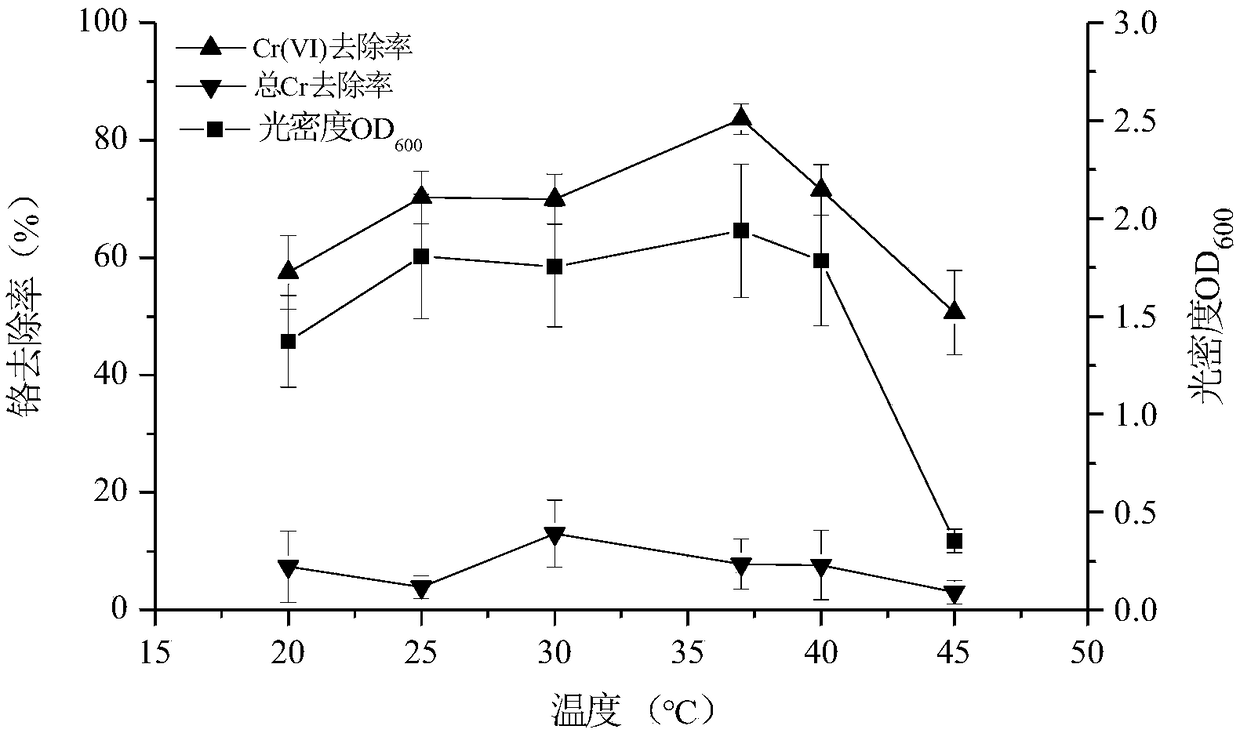 Preparation method and application of Leersia hexandra swartz endophytic bacteria with hexavalent chromium reducing function