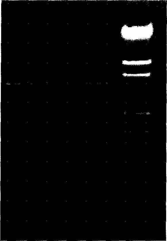 Transduction peptide-insecticidal crystal protein fased protein and its corresponding sequence and use