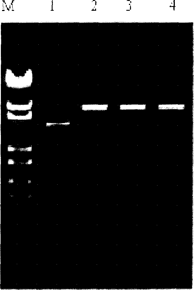 Transduction peptide-insecticidal crystal protein fased protein and its corresponding sequence and use