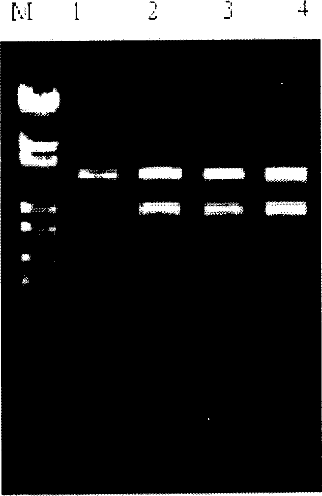 Transduction peptide-insecticidal crystal protein fased protein and its corresponding sequence and use