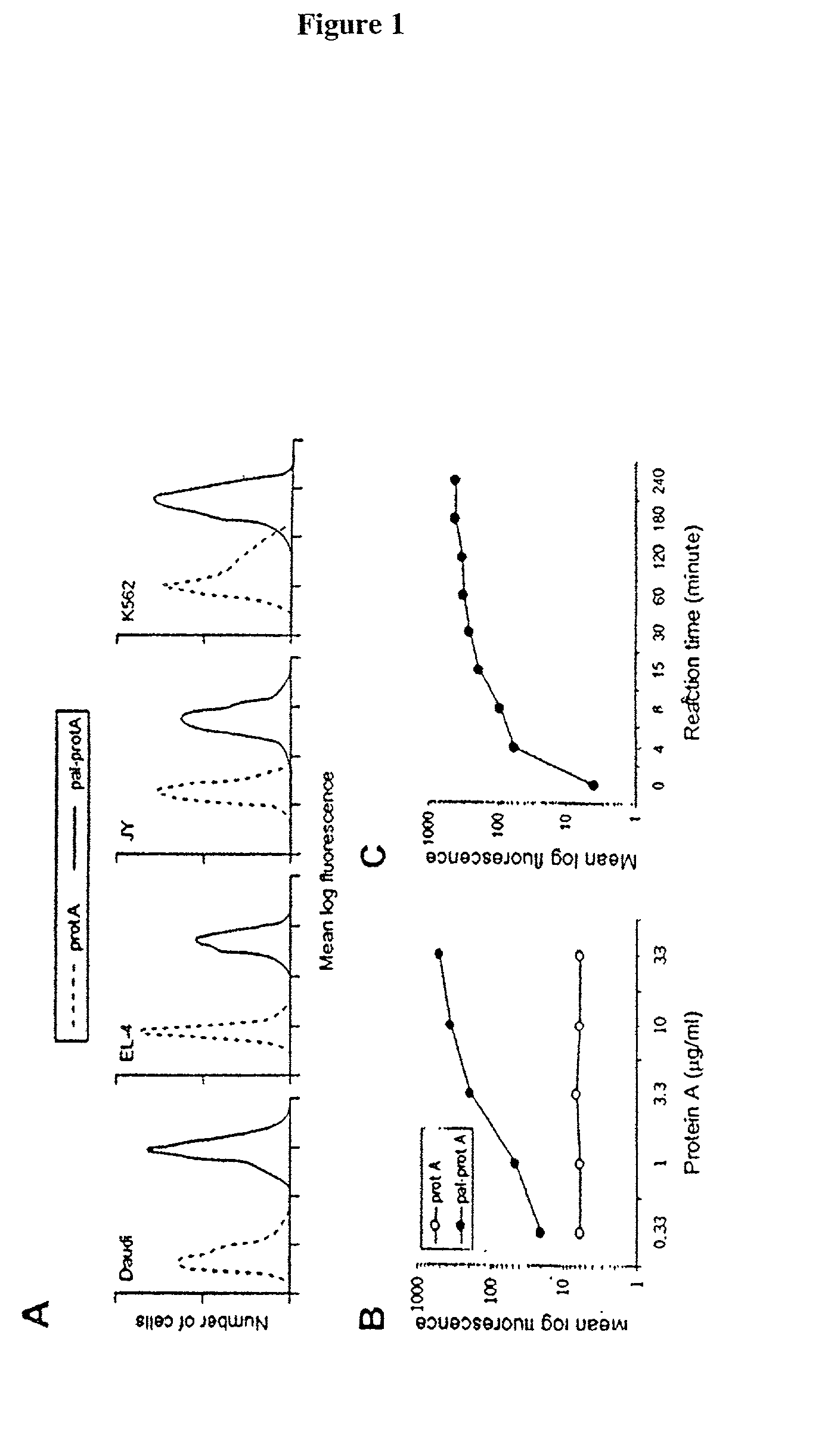 Methods for protein transfer