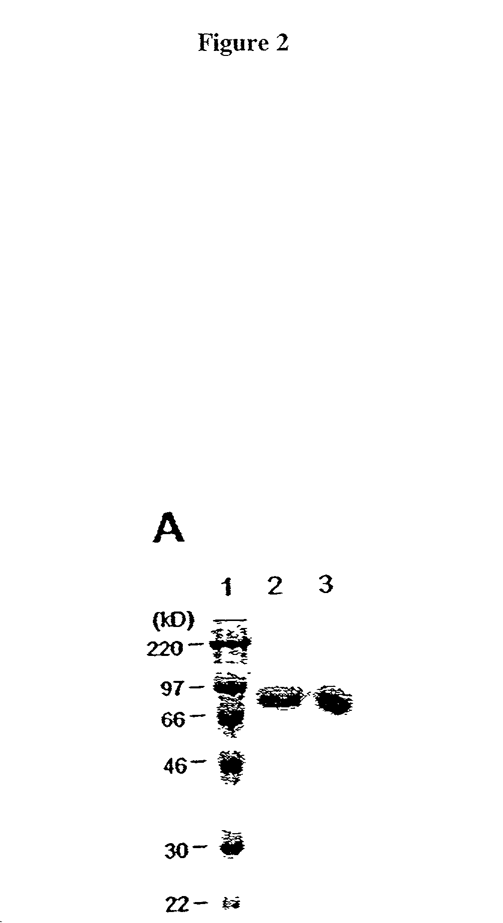 Methods for protein transfer