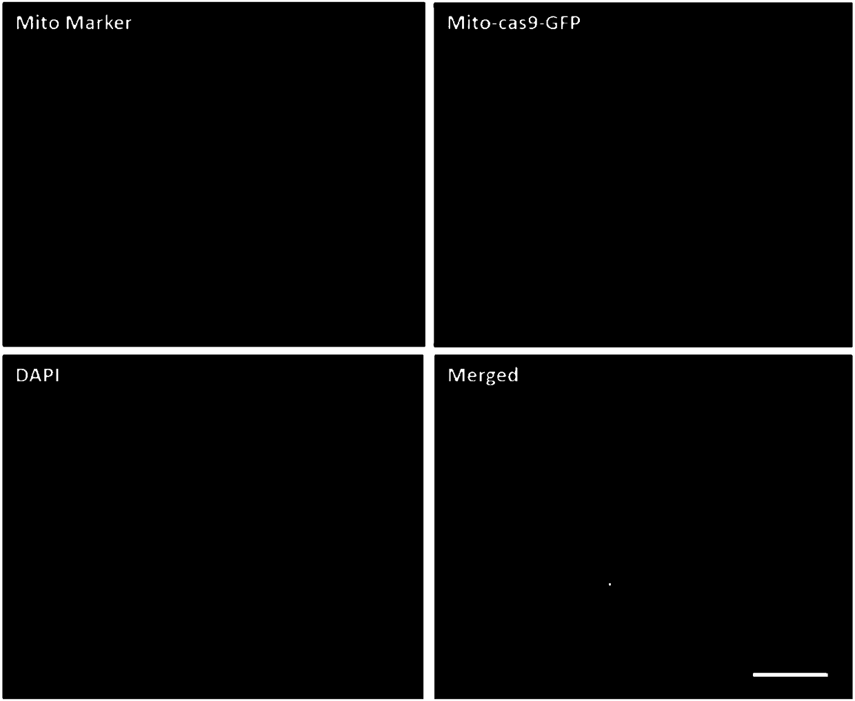 Kit and method using mito-CRISPR/Cas9 system for knocking out DNA of abnormal mitochondria