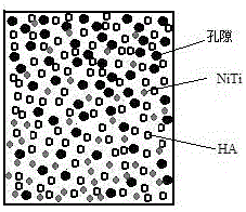 Preparation method of double-gradient porous NiTi / hydroxyapatite composite