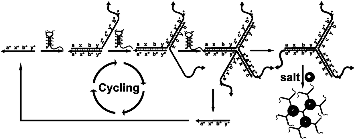 A kind of diblock molecular probe and its rapid detection method for nucleic acid