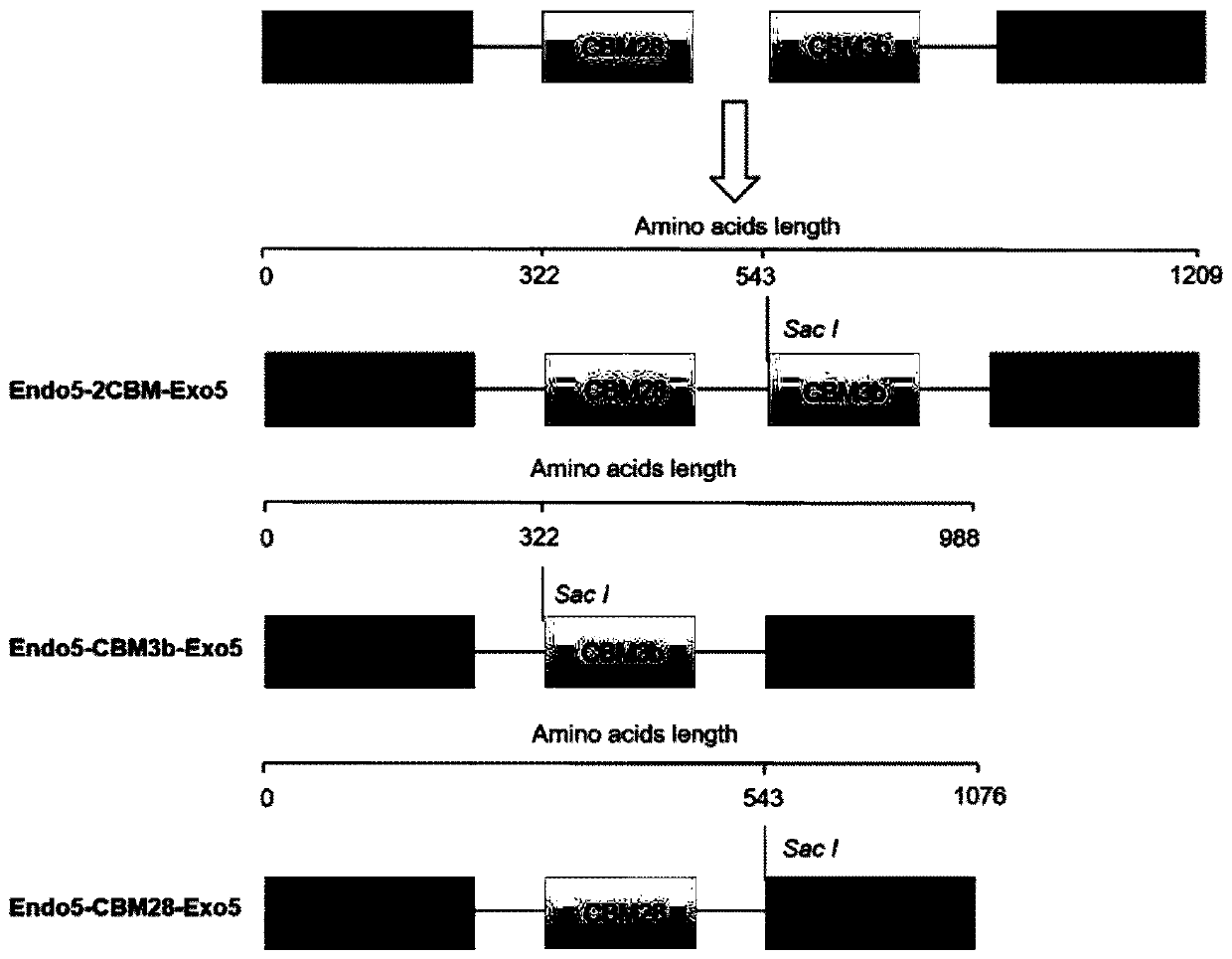 Acidic high-temperature-resistant recombinant cellulase and application thereof