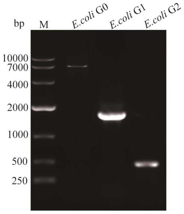 Method for accurately and quantitatively regulating and controlling exocytosis level of escherichia coli recombinant protein and application