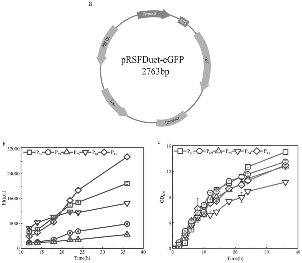 Method for accurately and quantitatively regulating and controlling exocytosis level of escherichia coli recombinant protein and application