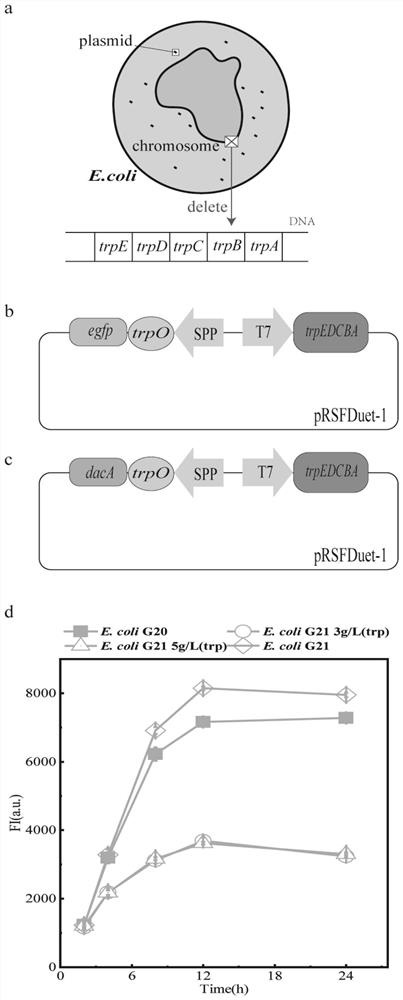 Method for accurately and quantitatively regulating and controlling exocytosis level of escherichia coli recombinant protein and application