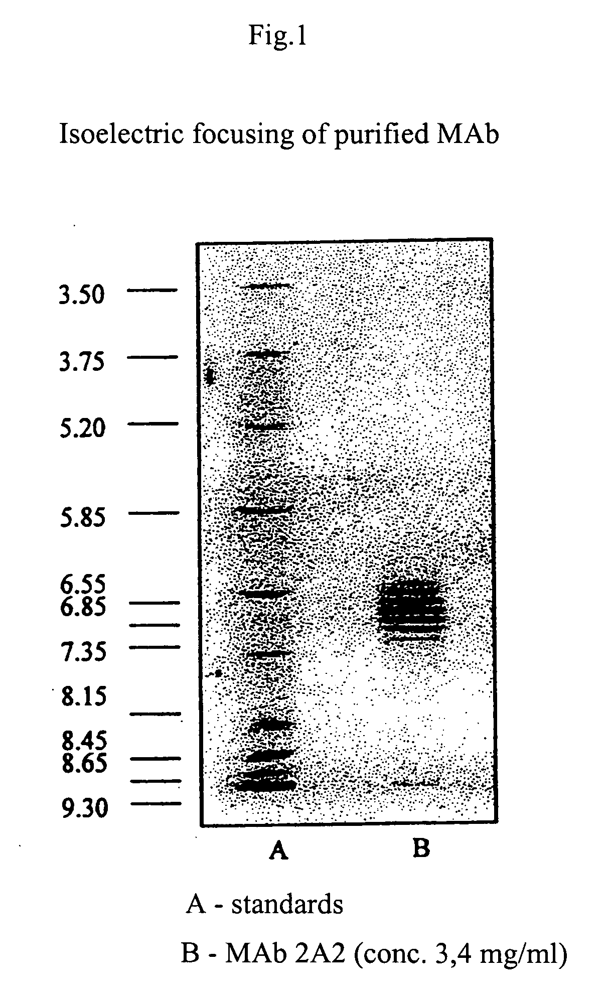 Monoclonal antibody neutralising cathepsin b activity and uses thereof