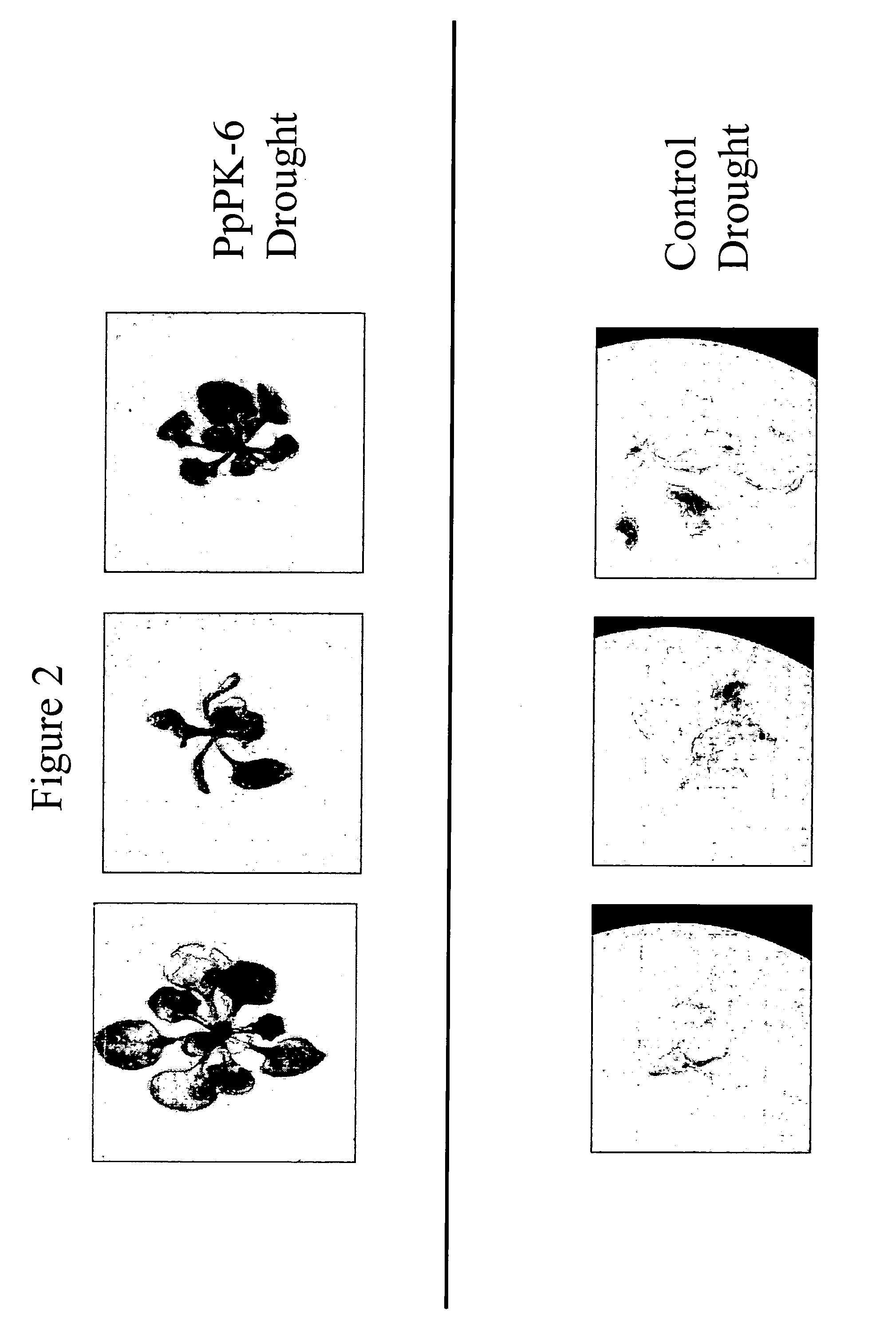 Protein kinase stress-related proteins and methods of use in plants