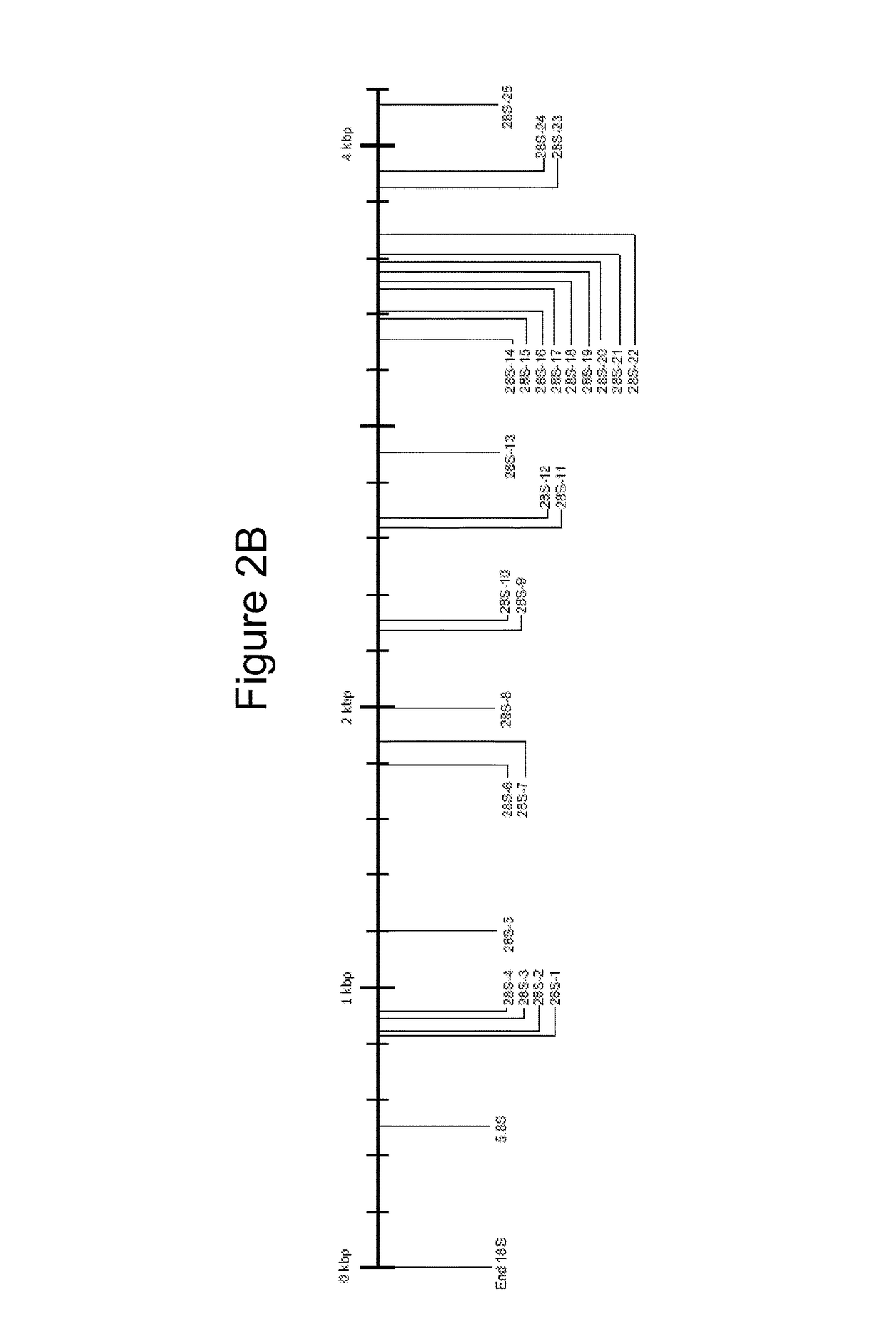 Broad range PCR-based compositions and methods for the detection and identification of fungal pathogens