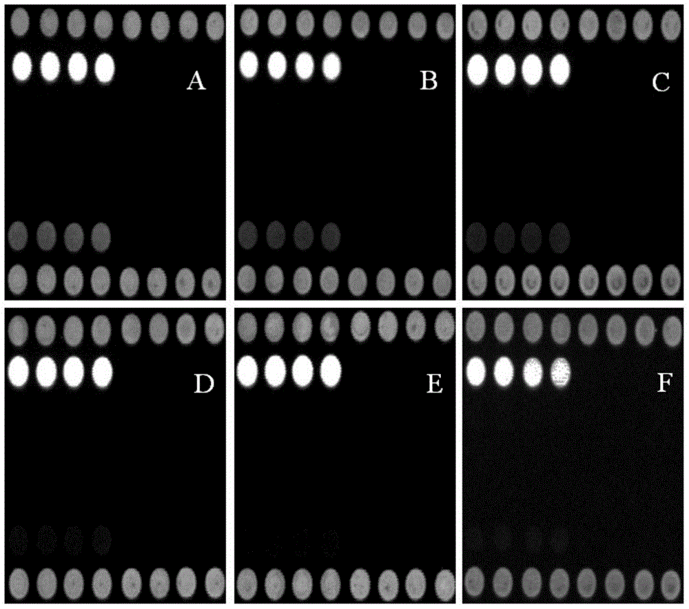 Gene chip for detecting peste des petits ruminants virus and detecting method for gene chip