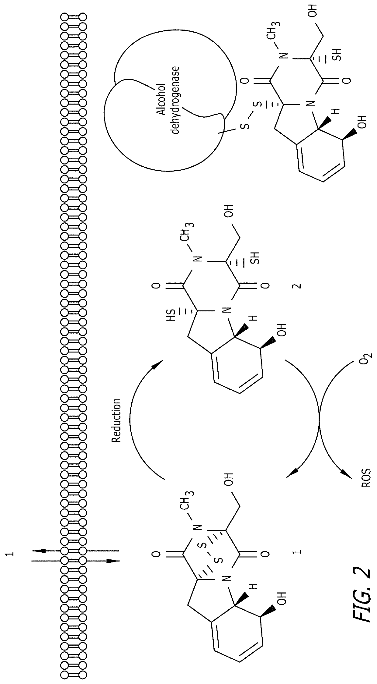 Opioid antagonists and methods related thereto