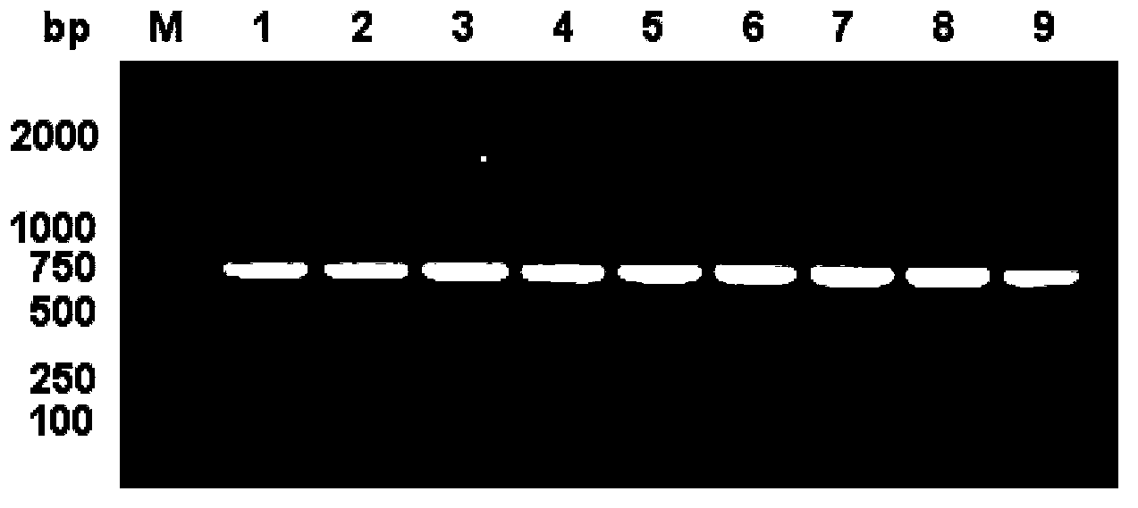 Attenuated enterotoxin C2 superantigen mutant protein as well as preparation method and application thereof