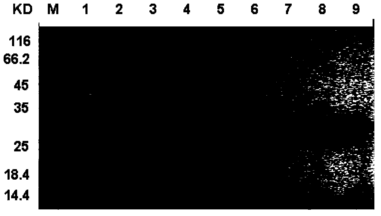 Attenuated enterotoxin C2 superantigen mutant protein as well as preparation method and application thereof