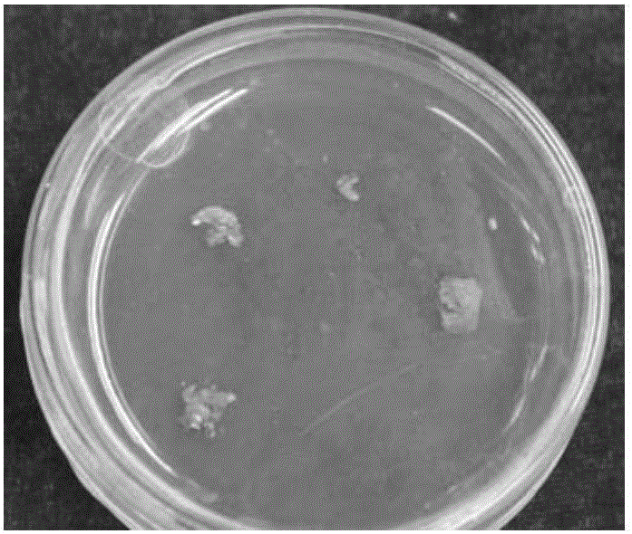 Method for preserving minimum population Guangxi bilberry offspring by means of immature seeds