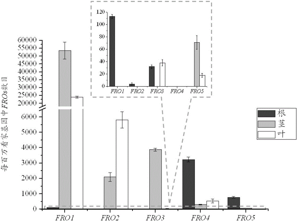 Method for detecting ferric-chelate reductase family genes of Citrus reticulata Blanco