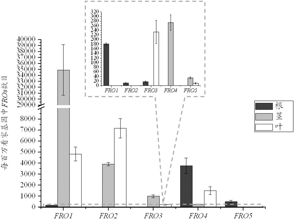 Method for detecting ferric-chelate reductase family genes of Citrus reticulata Blanco