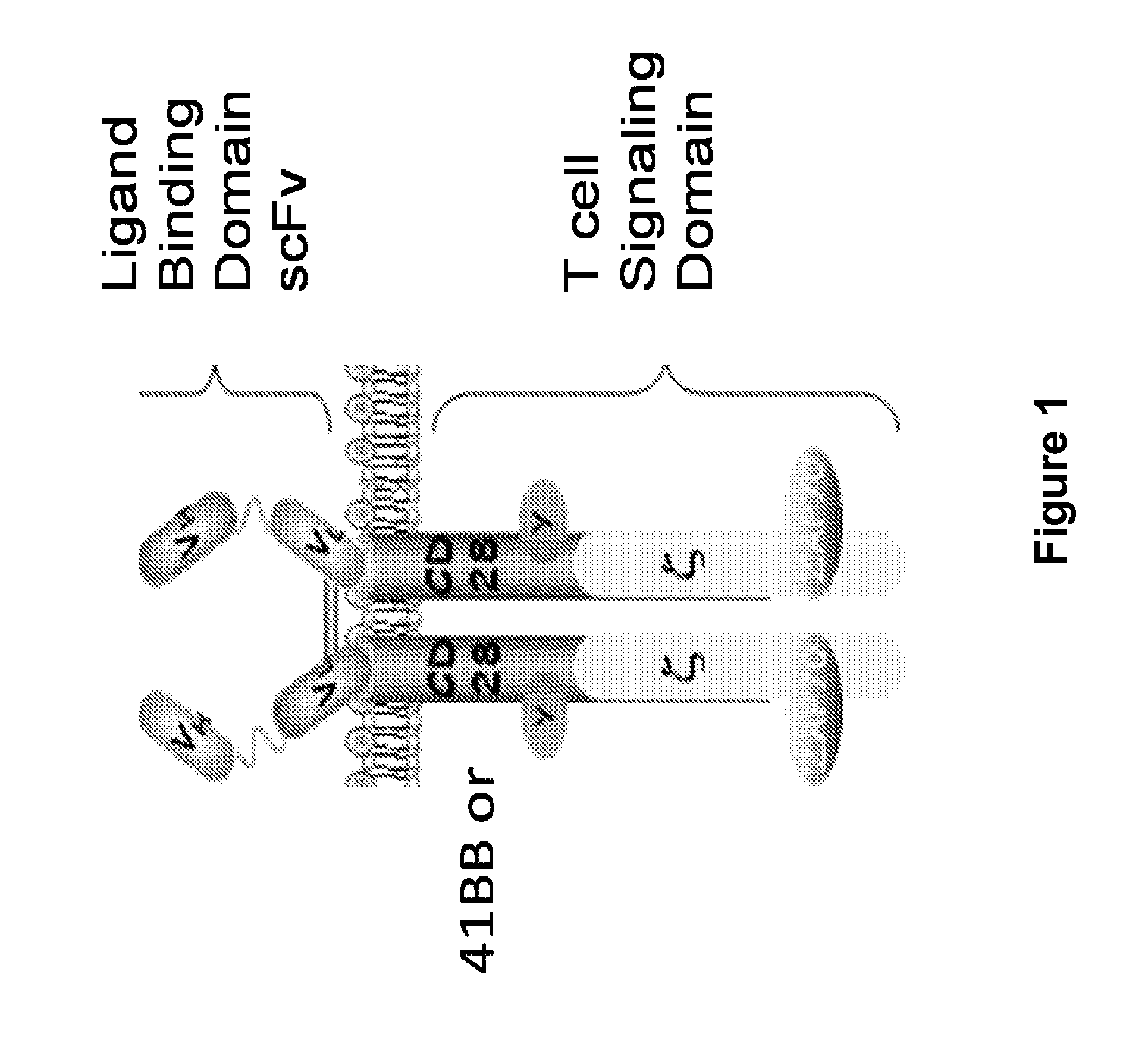 Inhibition of diacylglycerol kinase to augment adoptive t cell transfer