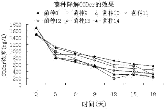 Application of compound microorganism bacterium agent in treatment of petrochemical sewage and sludge