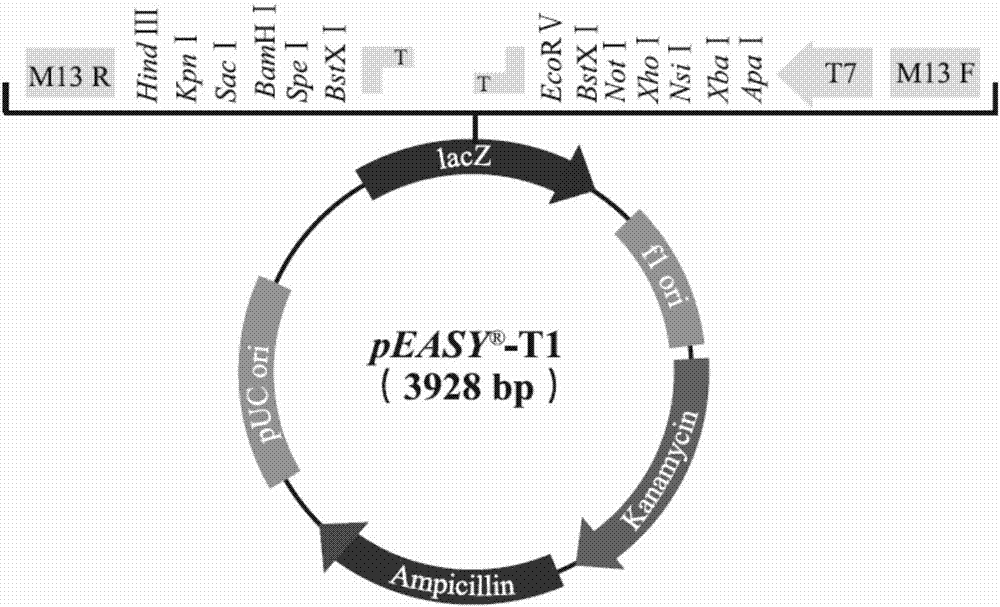 Method for regulating content of starch in corn kernel based on ZmMIKC2a gene