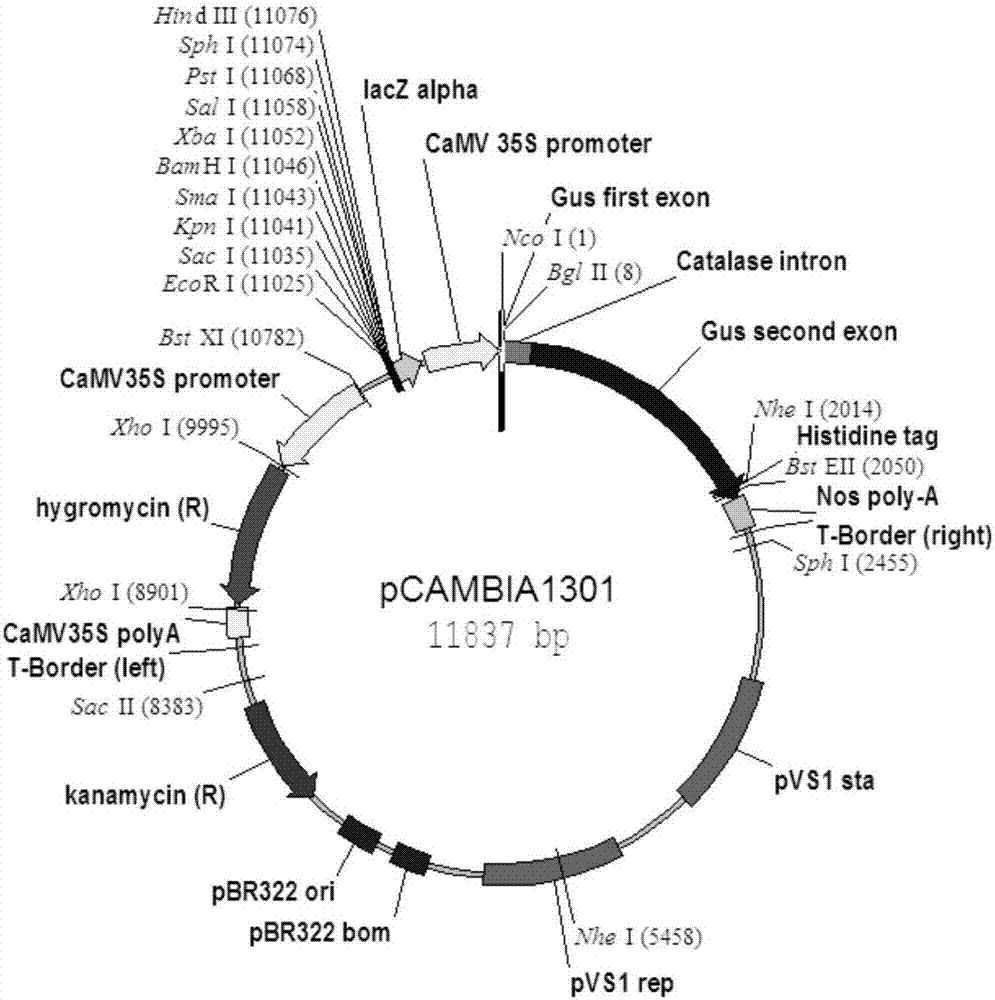 Method for regulating content of starch in corn kernel based on ZmMIKC2a gene