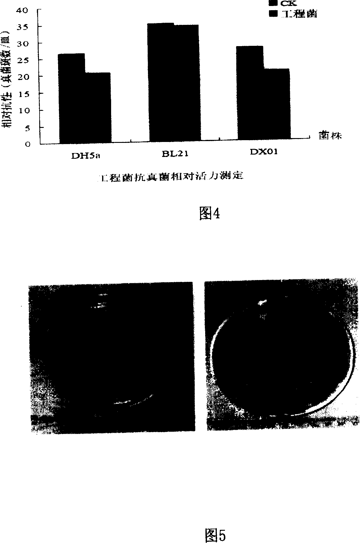 Bacillus pumilus expression system