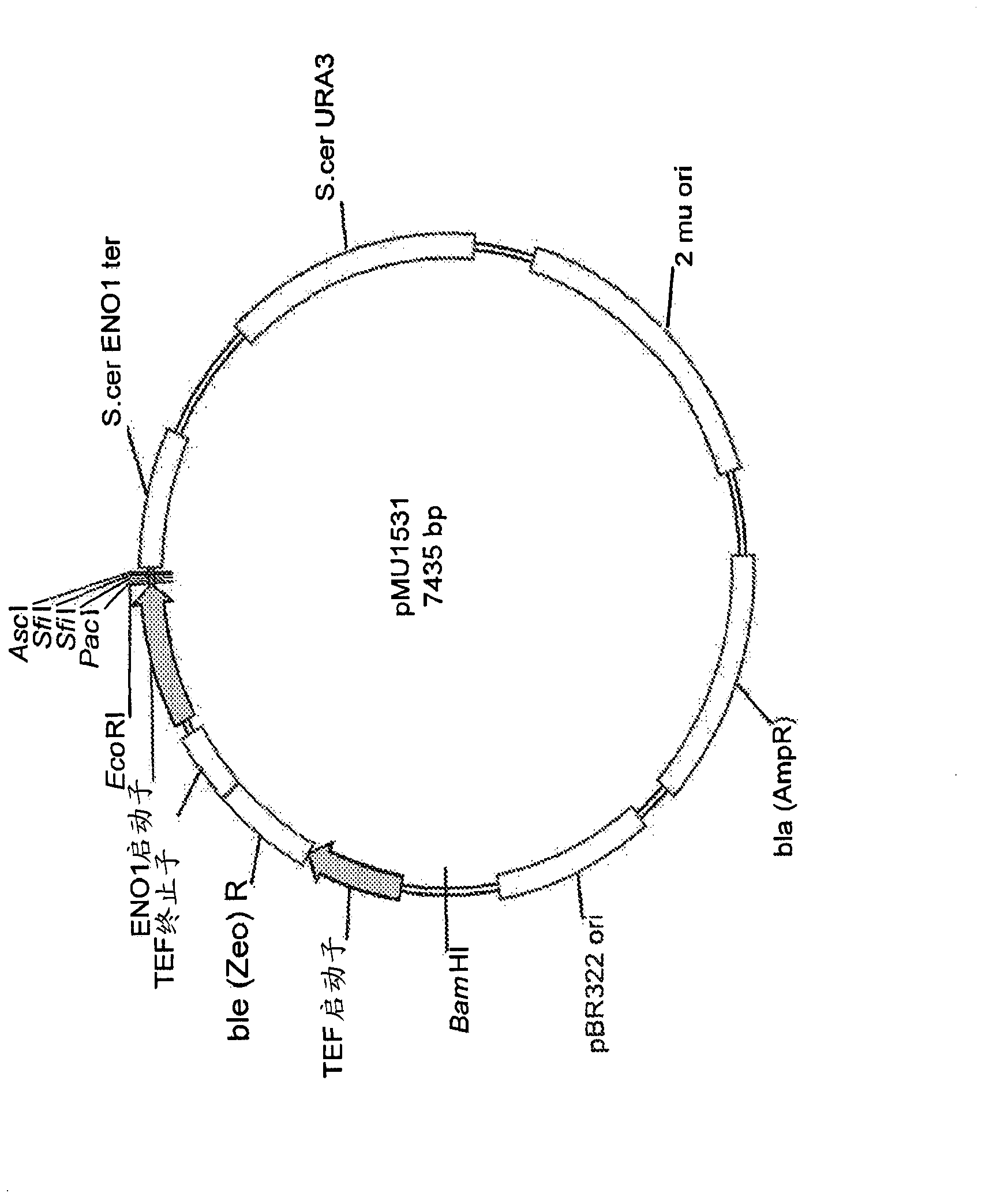 Yeast expressing saccharolytic enzymes for consolidated bioprocessing using starch and cellulose