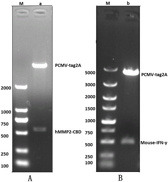 Fusion protein containing collagen binding structure domain