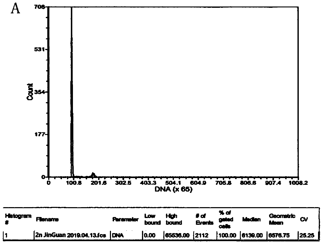 Method for breeding tetraploid golden crown fish through distant hybridization, method for establishing tetraploid golden crown fish lines and application of tetraploid golden crown fish