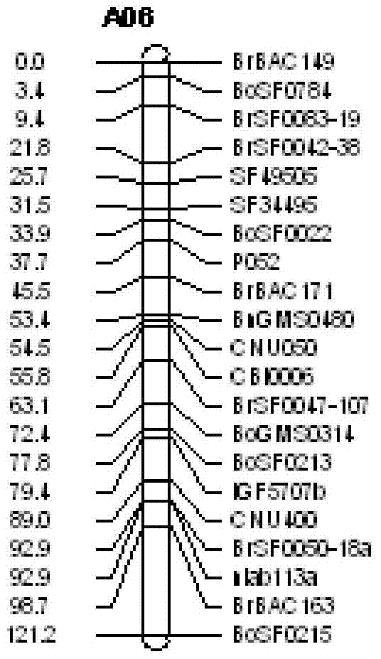 Molecular marker and application of a main effect qtl of rapeseed silique number