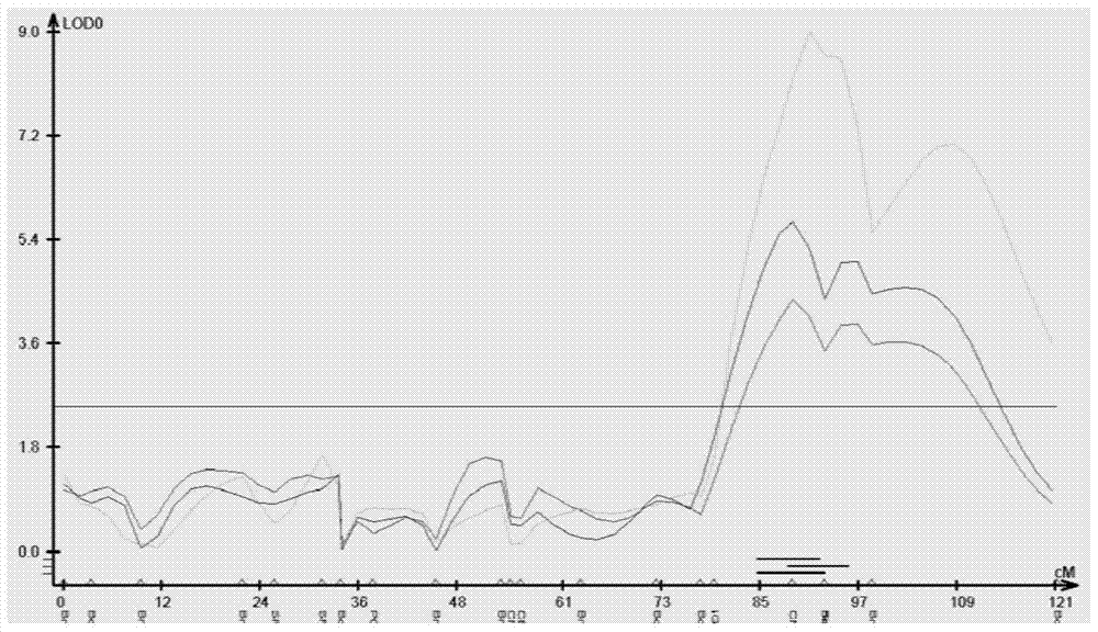 Molecular marker and application of a main effect qtl of rapeseed silique number