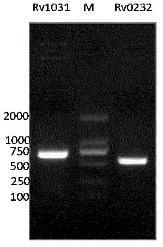 Protein and medicine composition used for tuberculosis diagnosis