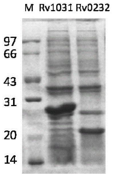 Protein and medicine composition used for tuberculosis diagnosis