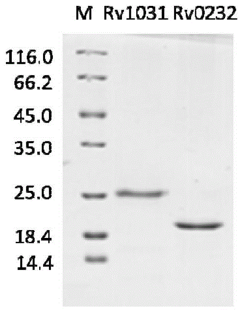 Protein and medicine composition used for tuberculosis diagnosis