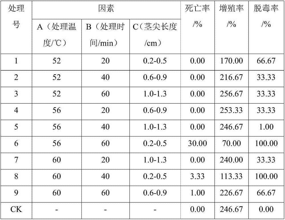 Ginger virus-free breeding method