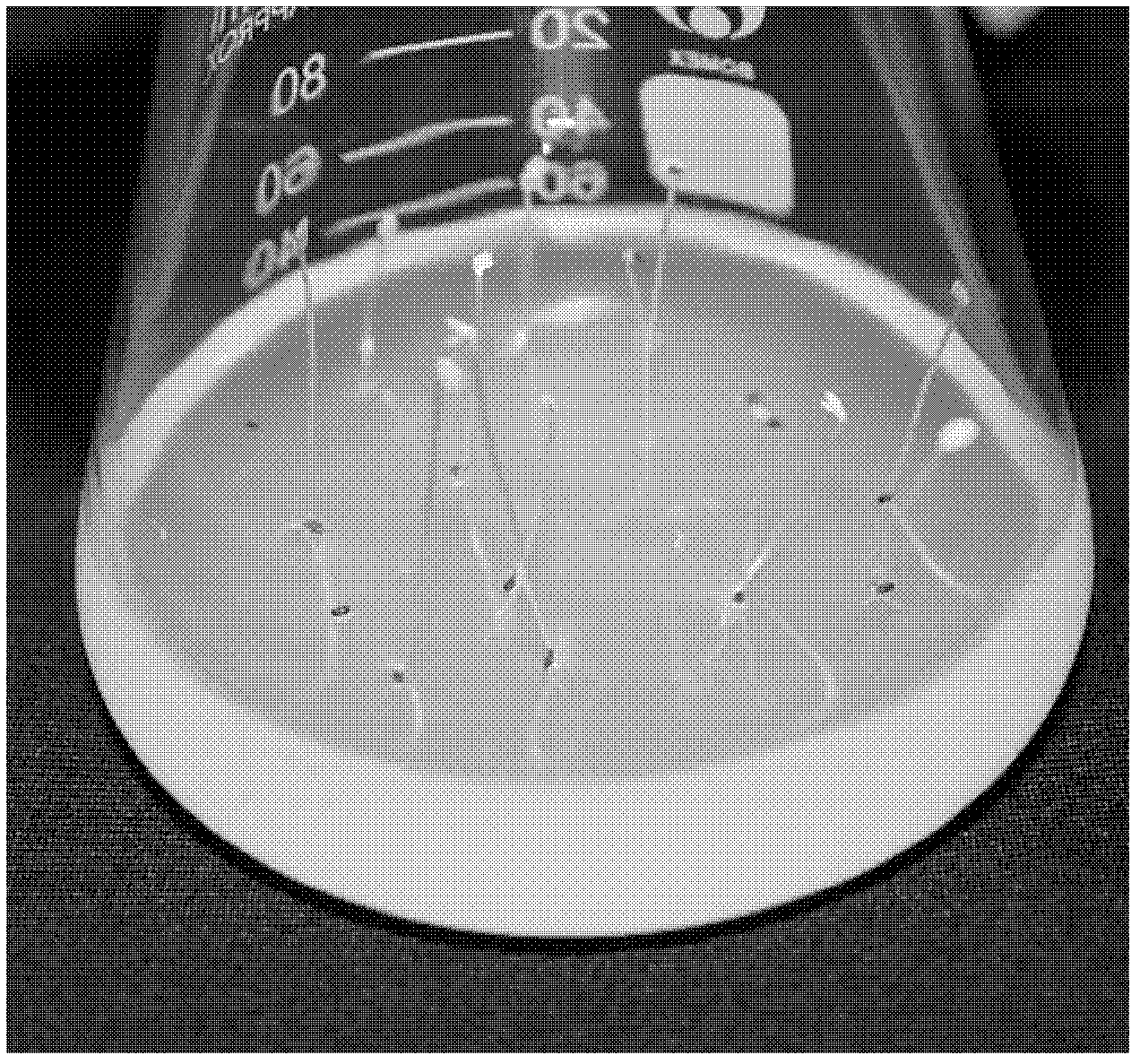 Method for breeding chamomile