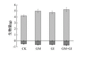 Novel method for efficiently planting cold-season type grasses in early spring