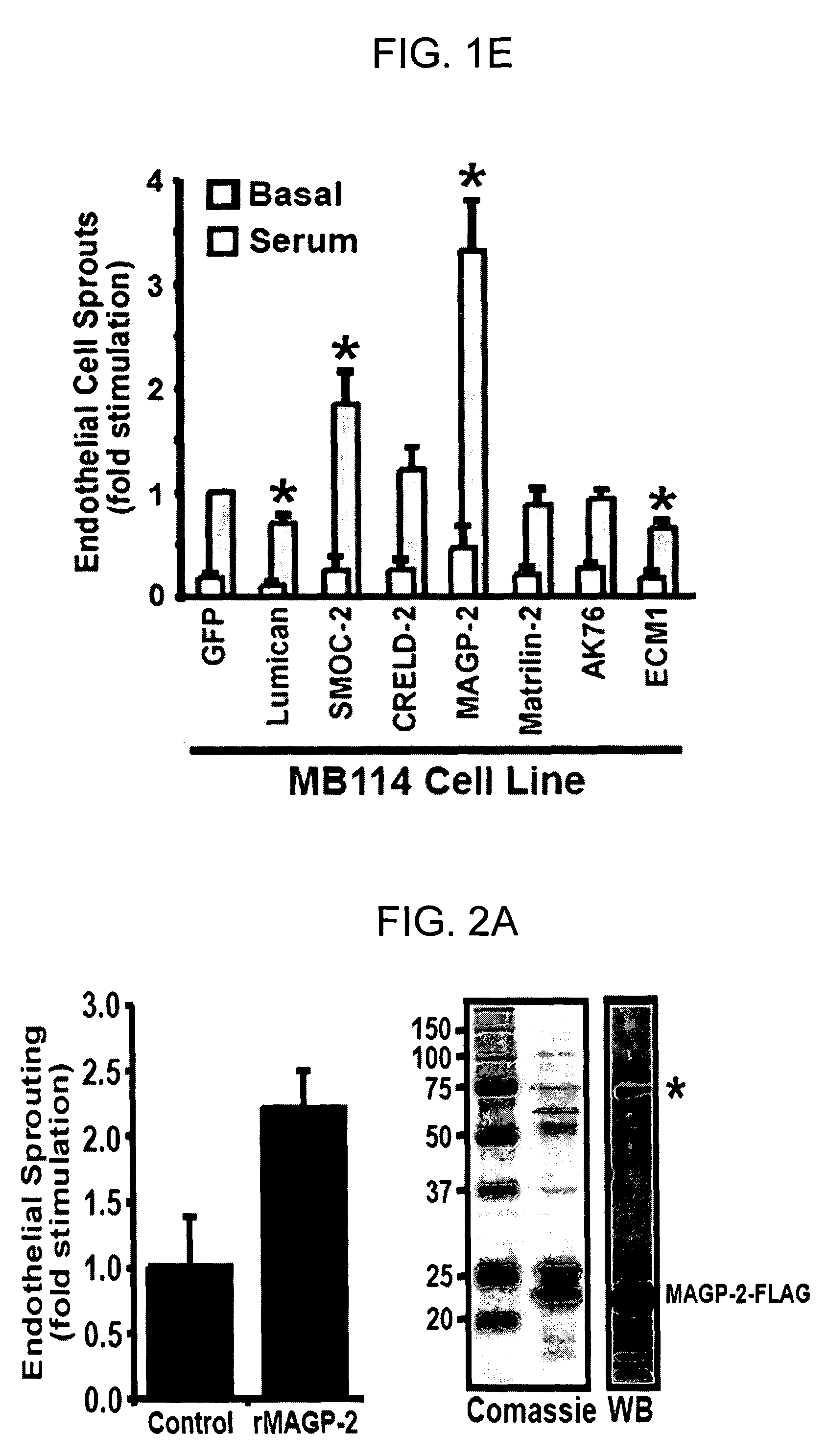 Genes and proteins associated with angiogenesis and uses thereof