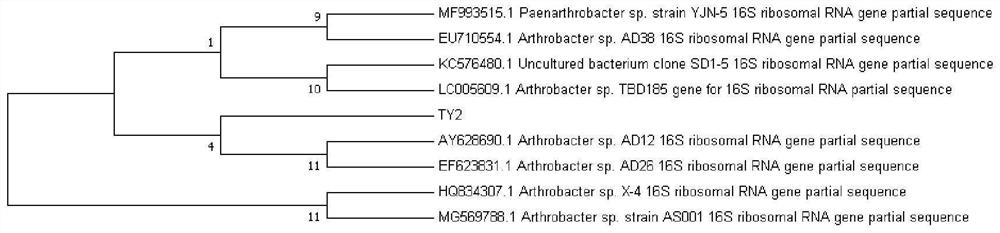 Arthrobacter capable of degrading erucyl amide as well as acquisition method, culture method and application of arthrobacter