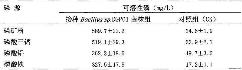 Angelica root rhizosphere efficient phosphate-solubilizing bacterium and microbial inoculum prepared from same and application thereof